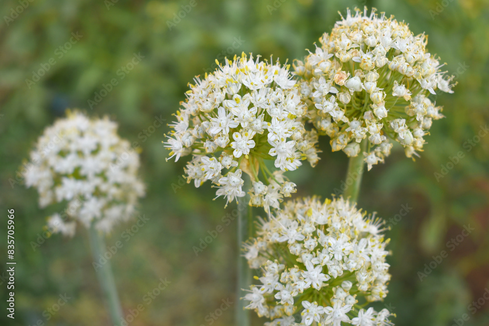 Closeup photo of onion flower with blur background, Macro of blooming onion flower head in the garden. Agricultural background. Spring onions or Sibies. Summertime rural scene. White little flowers