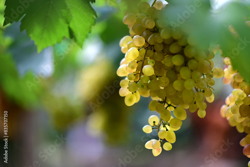 Cuadro en lienzo close up shot of viking ,one of the most famous species of the table grape before harvest