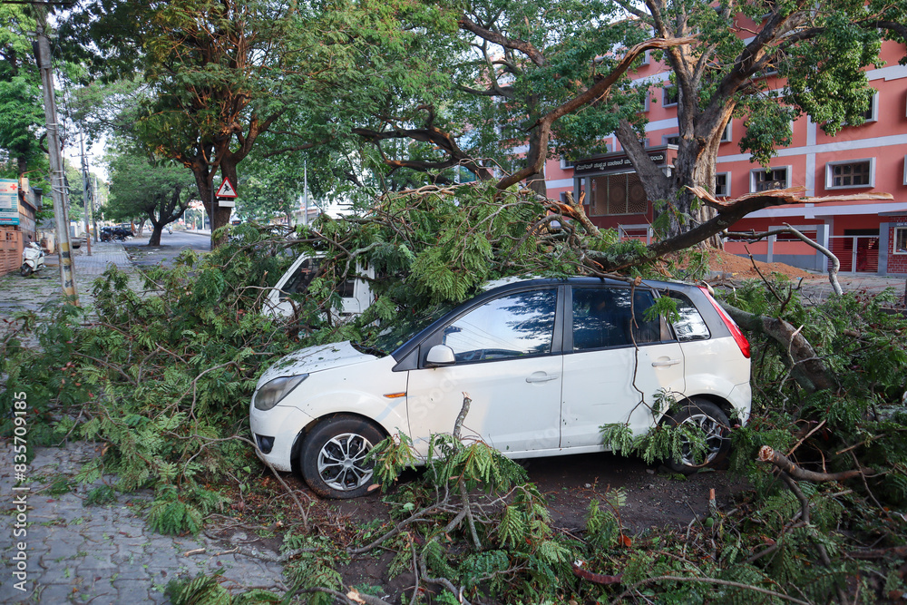 A Close up picture of a Hatchback Car and a Van crushed under an Uprooted Tree due Torrential rains during monsoon season in India.. A Close up picture of a Hatchback Car and a Van crushed under an Uprooted Tree due Torrential rains during monsoon season in India..