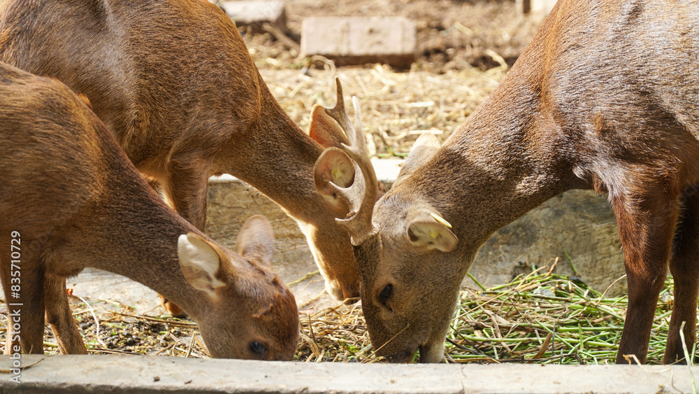 Scenic view of a Bawean deer found roaming around in a zoo. The Bawean deer, is a highly threatened species of deer endemic to the island of Bawean