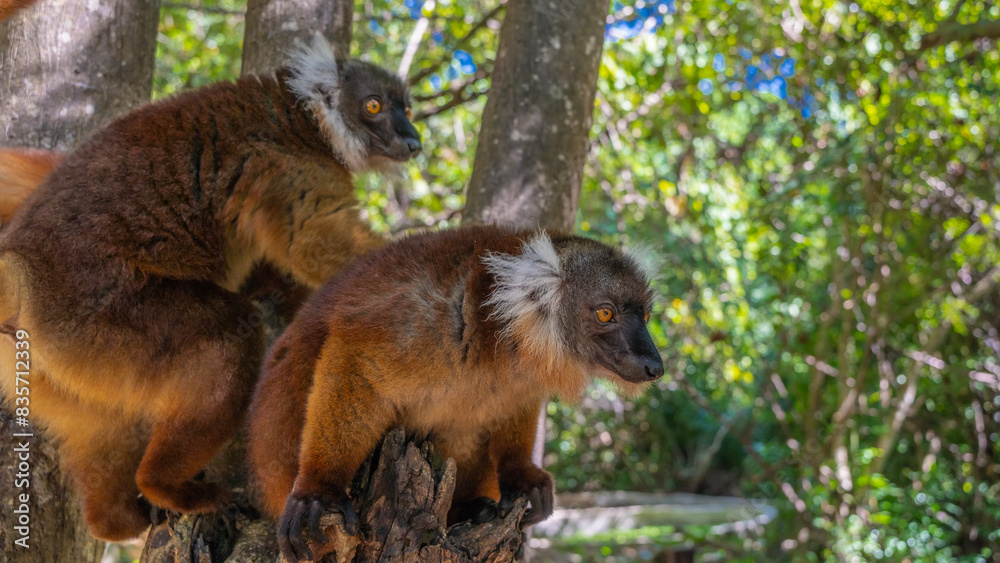 Two female lemurs Eulemur macaco are sitting on a tree, looking carefully. Fluffy brown fur, white tufts on the head, bright orange eyes. The soft background is green foliage. Madagascar. Nosy Komba Two female lemurs Eulemur macaco are sitting on a tree, looking carefully. Fluffy brown fur, white tufts on the head, bright orange eyes. The soft background is green foliage. Madagascar. Nosy Komba