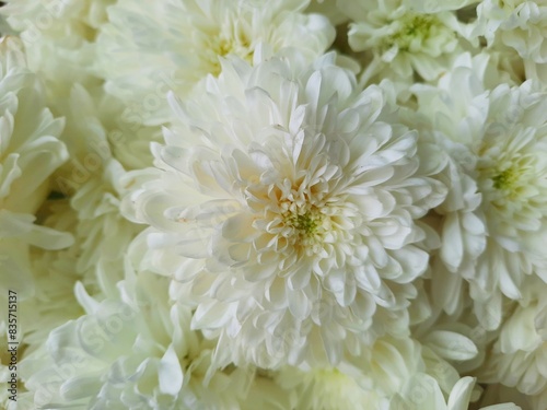 white chrysanthemum flowers photography © rika
