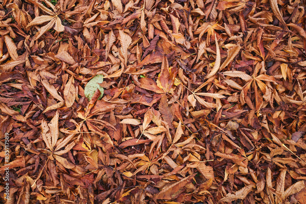 feuille morte sur le sol feuille morte sur le sol