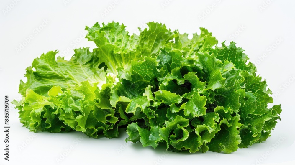 Green lettuce growing fresh set against a white backdrop Green lettuce growing fresh set against a white backdrop