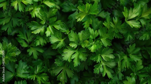 Abundant parsley foliage