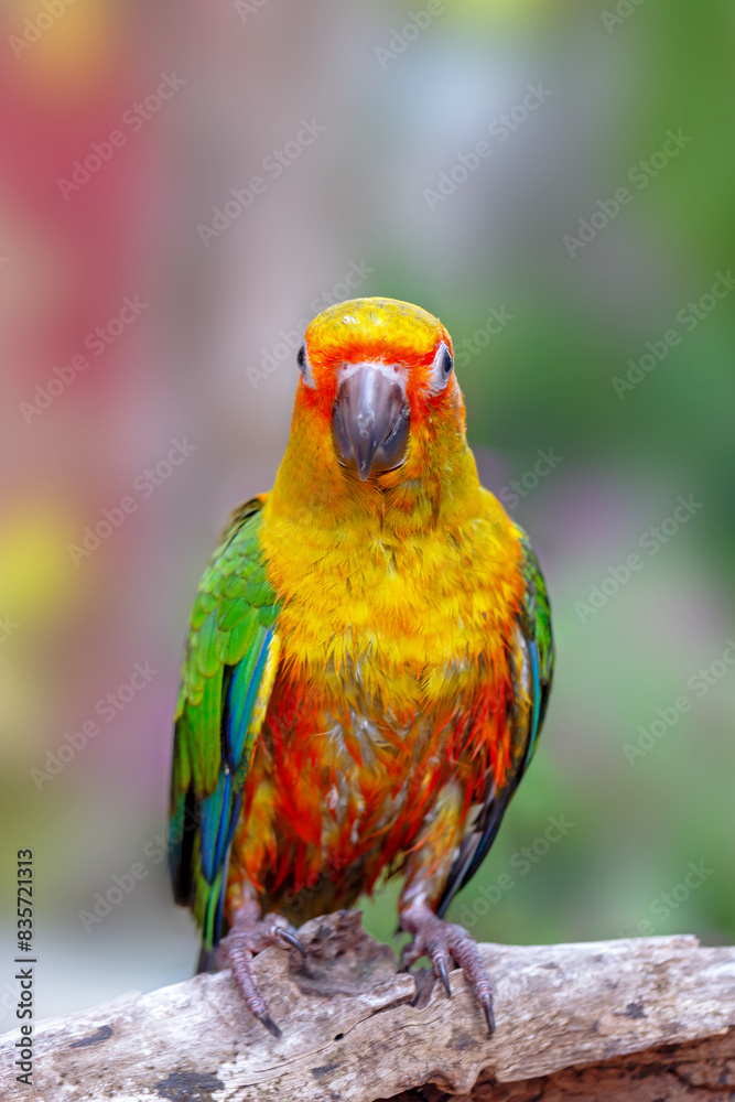 Naklejka premium The sun conure (Aratinga solstitialis), also known as the sun parakeet