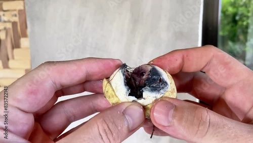 embryo in duck egg. Traditional asian food balut. open egg with embryo