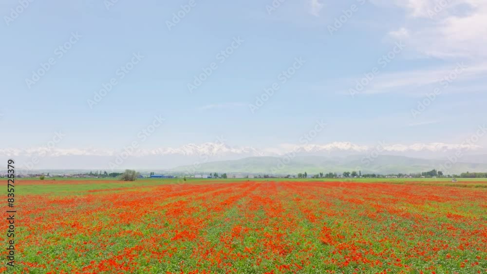 Blooming red poppies in rye field swaying in the wind at sunny day with snowcapped mountains in the background. Papaver rhoeas as a weed plant in agriculture. Aerial drone point of view. Blooming red poppies in rye field swaying in the wind at sunny day with snowcapped mountains in the background. Papaver rhoeas as a weed plant in agriculture. Aerial drone point of view.
