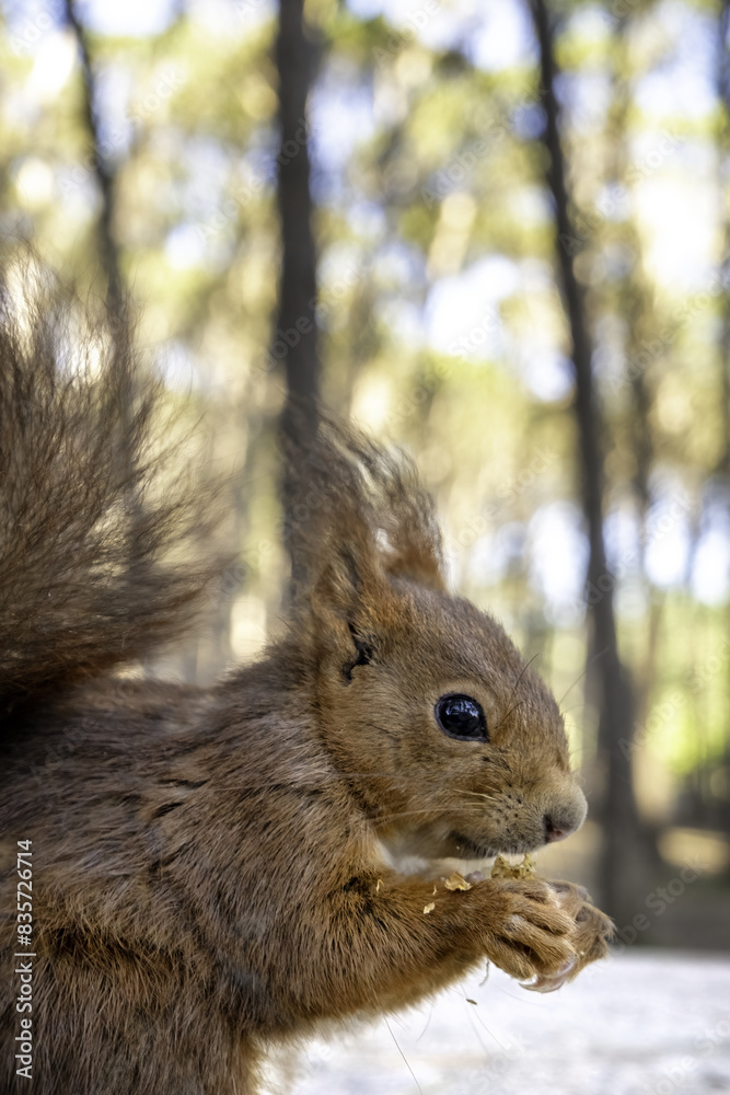 Fototapeta premium Squirrel eating in the forest