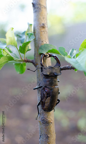 a large and old deer beetle (Lucanidae) on a branch