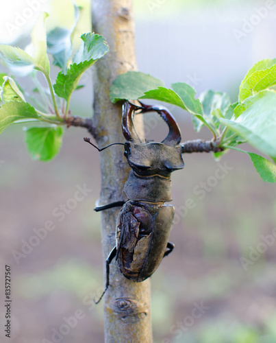 a large and old deer beetle (Lucanidae) on a branch