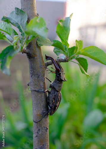 a large and old deer beetle (Lucanidae) on a branch