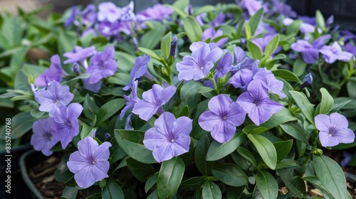 The periwinkle flower displays delicate light purple blooms