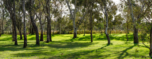 Panoramic background texture of a grass lawn with Australian native gum trees, Eucalyptus, casting shades from sunlight. Panorama of a park with vacant land in the woods.