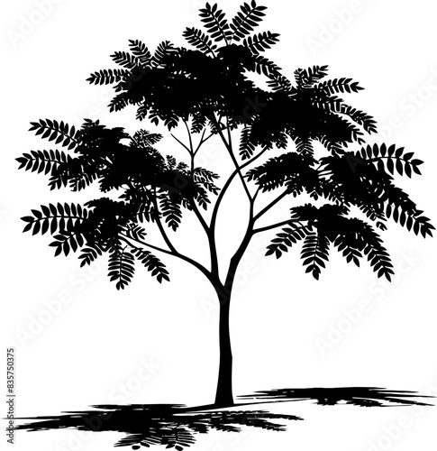 Chinaberry Tree icon 3