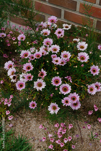 Vibrant Pink Flowers in Garden Bed