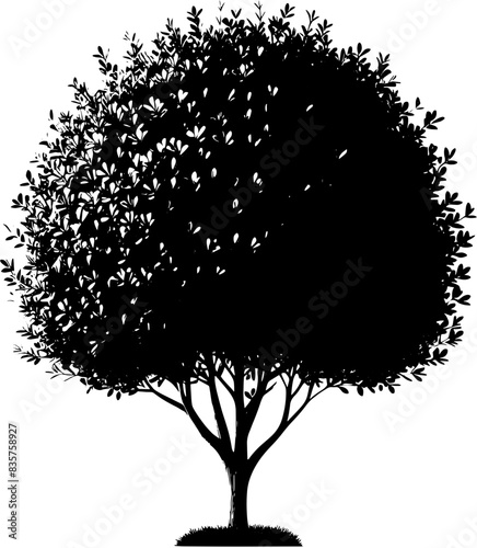 Boxwood Tree icon 14