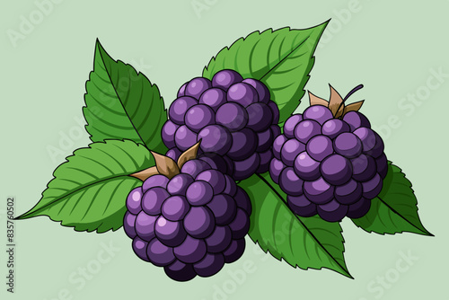 grape fruit vector illustration