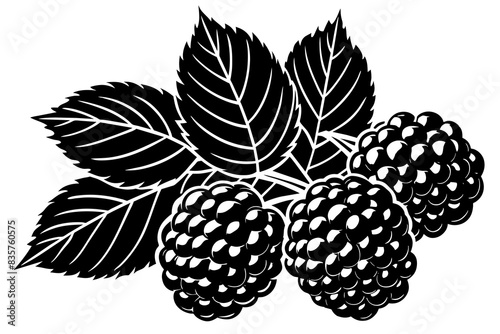 grape fruit silhouette vector illustration