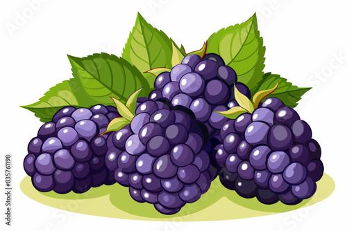 grape fruit vector illustration