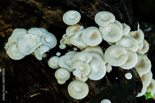 Lentinus squarrosulus fungus. This mushroom grows wild and is edible photo