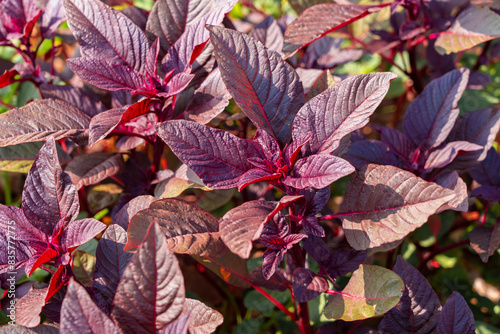 Organic vegetables  red amaranth are grown in plots photo