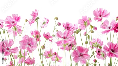 Pink flowers in full bloom against a white backdrop