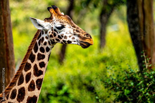 Photography potraite of a girrafe
