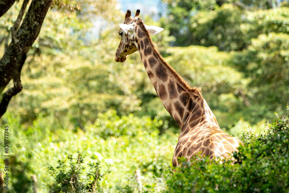 Obraz premium giraffe in a forest 
