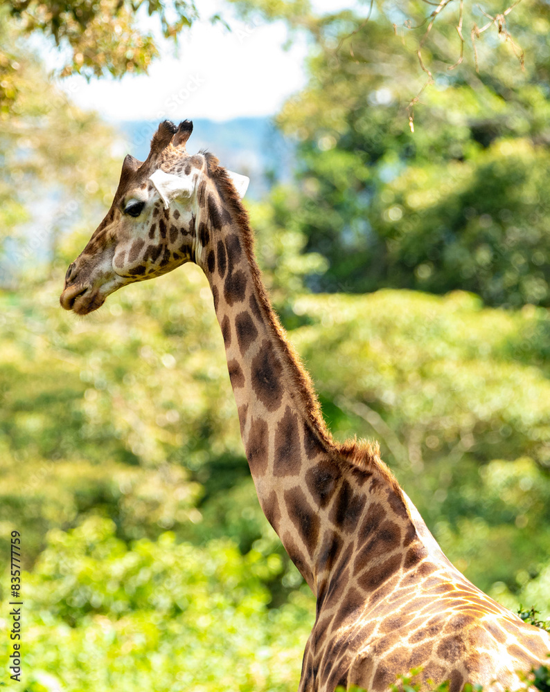 Fototapeta premium giraffe in a forest 