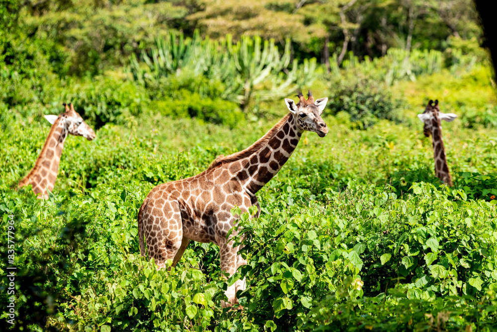 Obraz premium giraffe in a forest