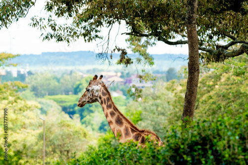 Photography giraffe in a forest