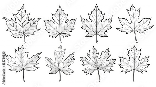 Maple leaf outline collection in black and white nature emblem solitary