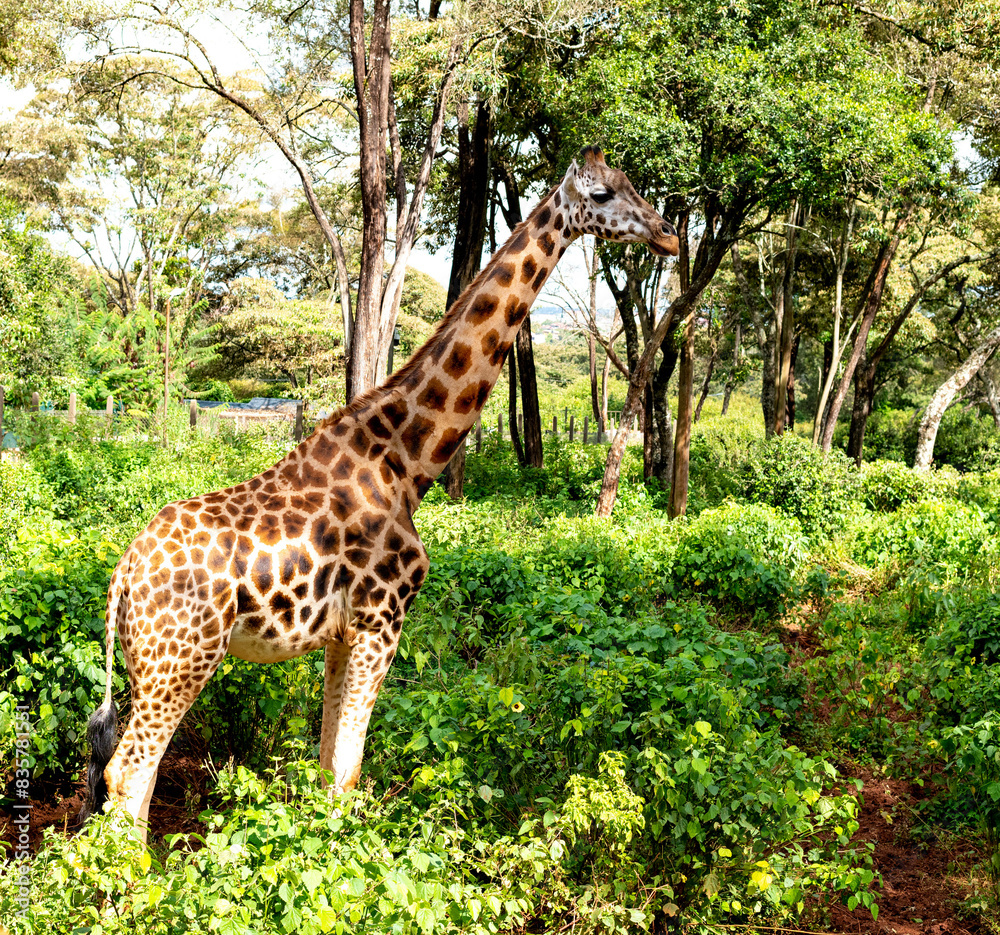 Obraz premium long tall giraffe