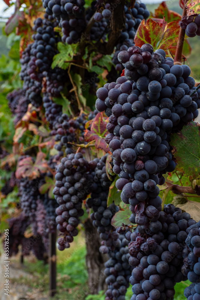 La Via dei Terrazzamenti, Italy - Ripe grapes ready for harvest in the Vineyards of Province of Sondrio in the mountains of Northern Italy La Via dei Terrazzamenti, Italy - Ripe grapes ready for harvest in the Vineyards of Province of Sondrio in the mountains of Northern Italy