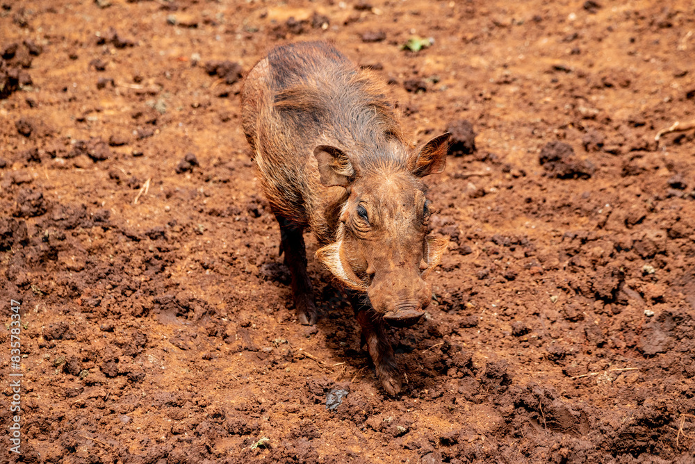 Fototapeta premium warthog on the ground