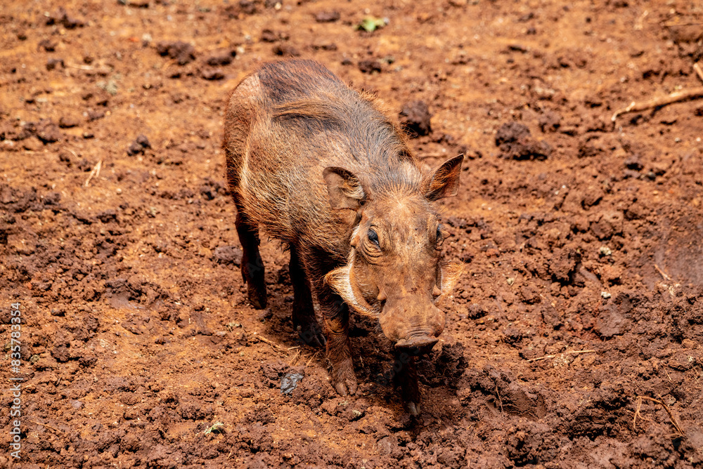 warthog on the ground