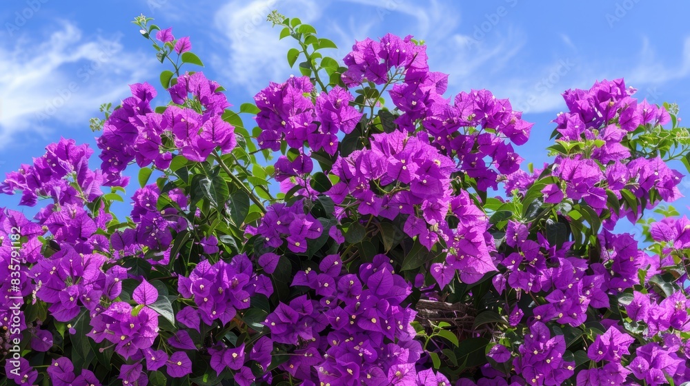 Fototapeta premium Purple Blooms of Bougainvillea in the Garden