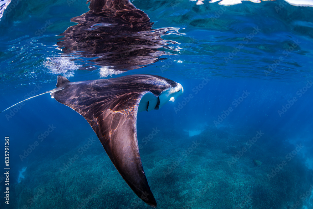 Naklejka premium Manta Ray, Lady Elliot Island, Australia