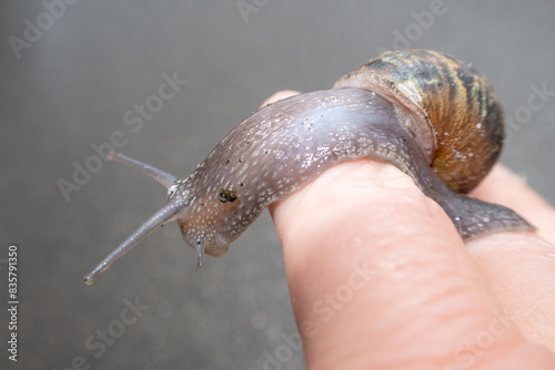 Obraz na płótnie Snail w salonie