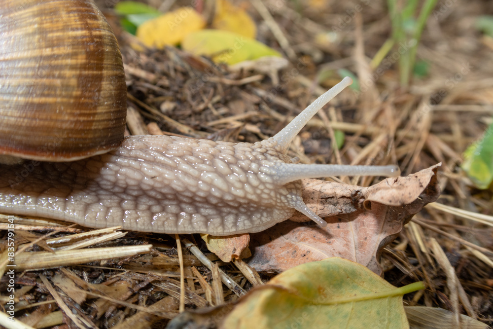 Snail