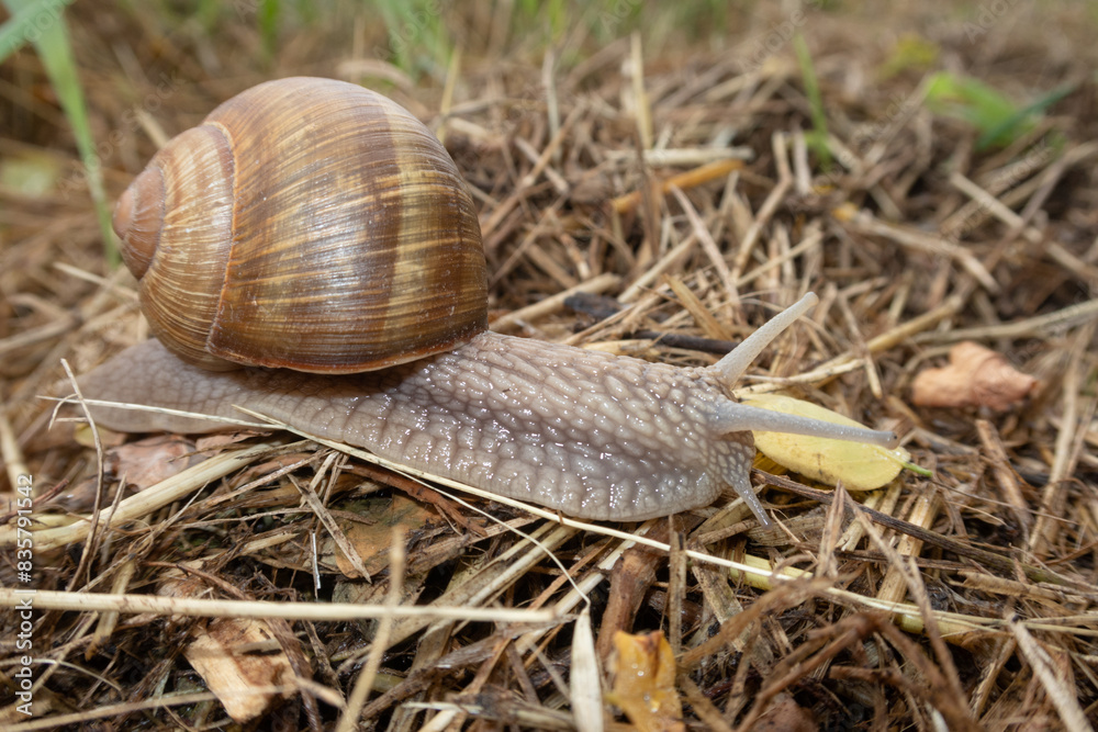 Snail