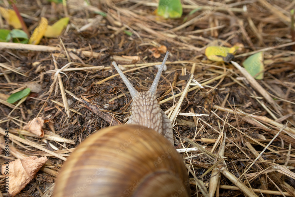 Snail