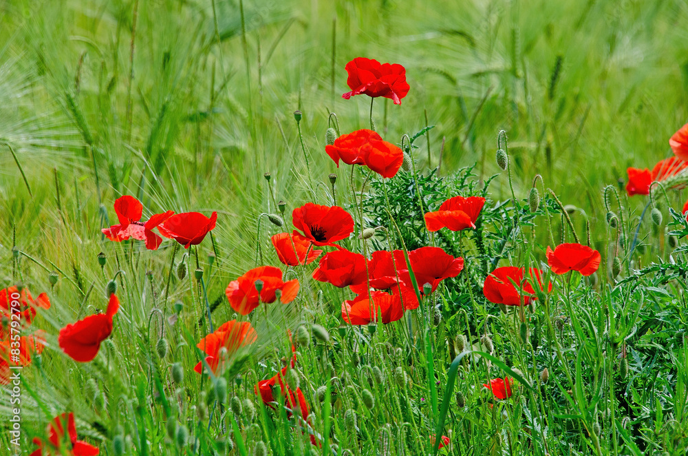 Fototapeta premium Klatschmohn