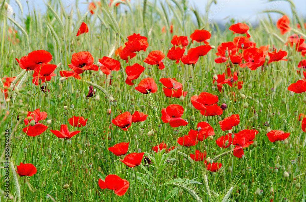 Obraz premium Roter Klatschmohn