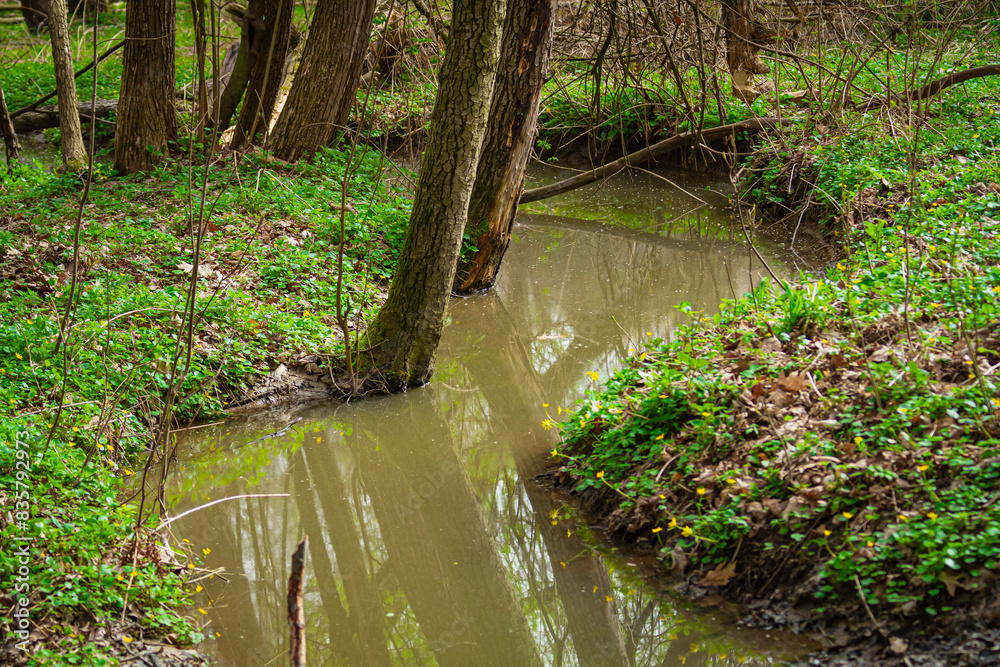 Forest stream | Leśny potok, strumyk