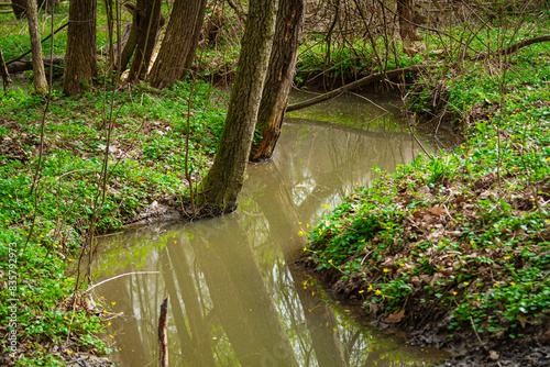 Forest stream   Le  ny potok  strumyk