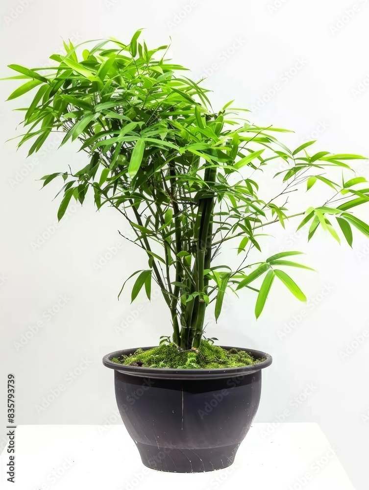 Bambusa blumeana Schultes in a pot isolated on white background