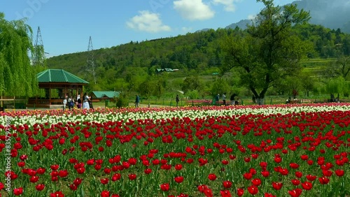 Tulip garden nishat srinagar kashmir india, beautiful colorful flowers, tuliping in april month Clip 86 photo