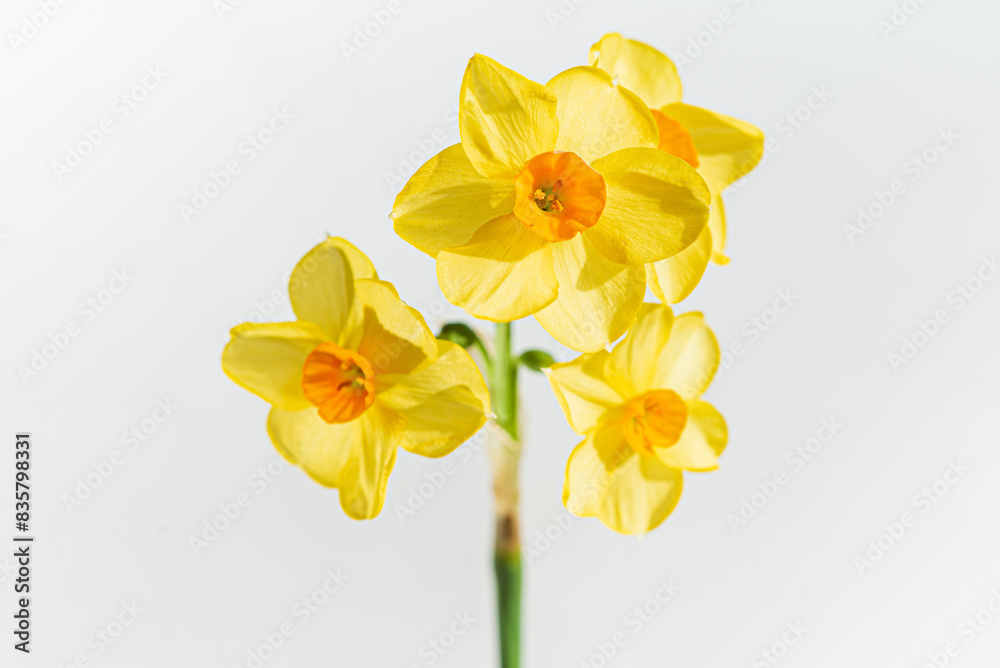 Fototapeta premium fresh narcissus on the white